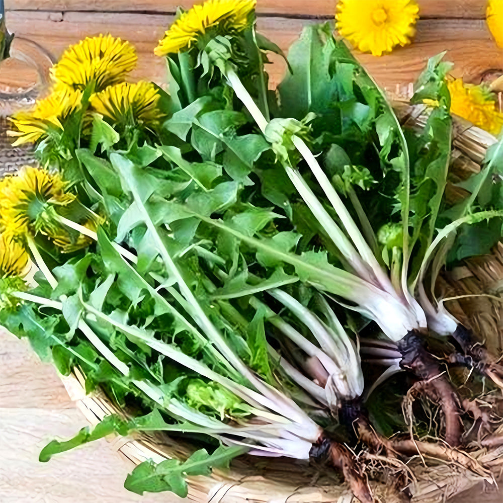 Bellfarm® Dandelion Seeds