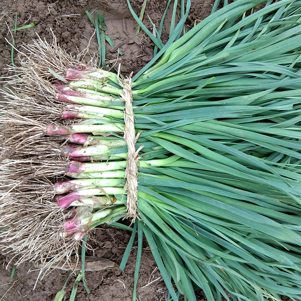 5 Bags (500 Seeds/ Bag) of Red Root Leek Seeds