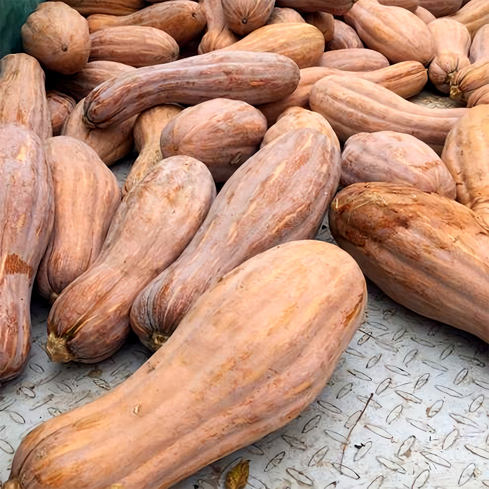 5 Bags (50 Seeds / Bag) of Chinese Miben Pumpkin Seeds
