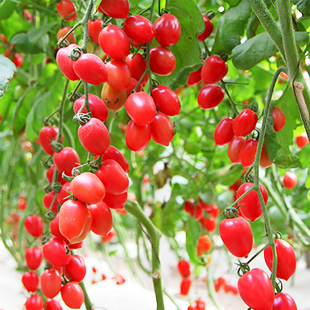 Jam Selection: 5 Bags (200 Seeds / Bag) of Top-Performing Salad Tomatoes