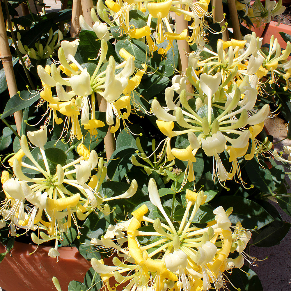 Bellfarm® Chinese Honeysuckle Seeds