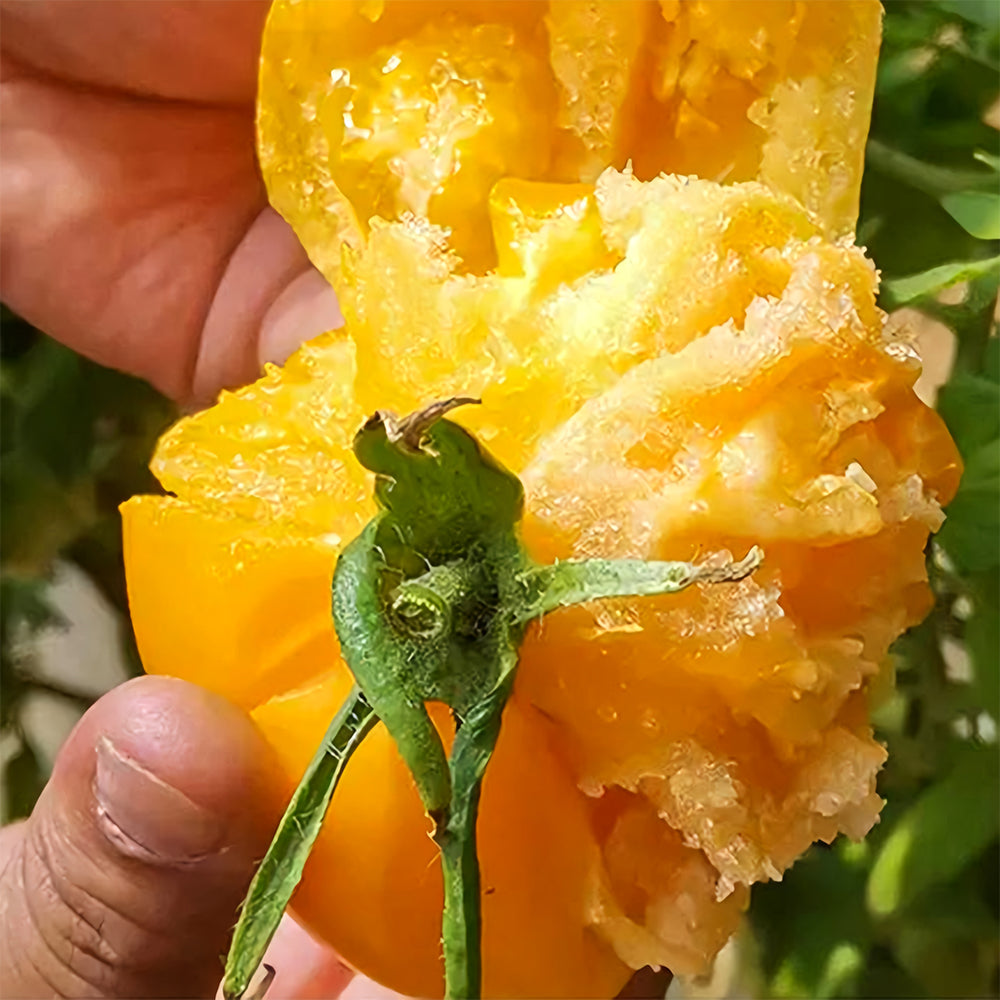 Harvest Gold: 5 Bags (200 Seeds / Bag) of 'Imperial Concubine' Yellow Tomatoes