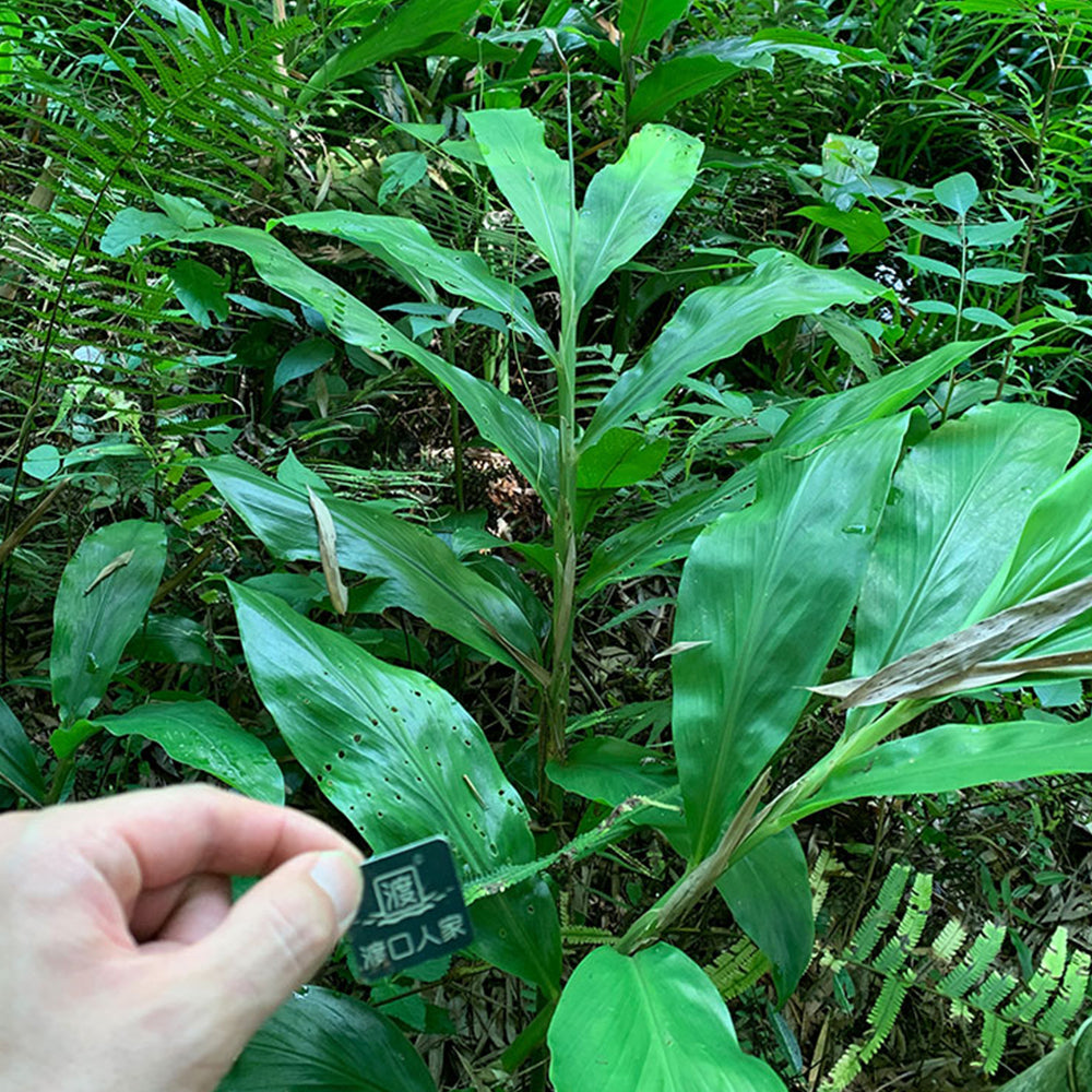Bellfarm® Myoga Ginger Seeds