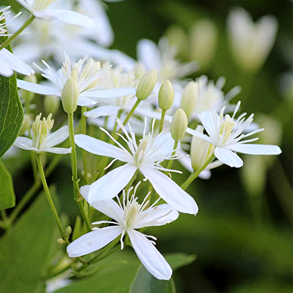 Clematis Chinensis