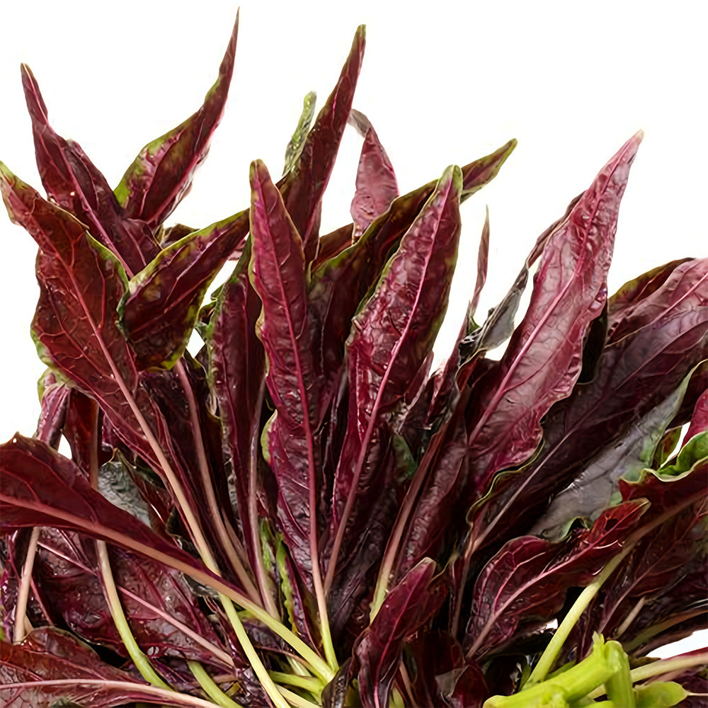 Edible Amaranth Seeds, Red Fine-leaved Vegetables