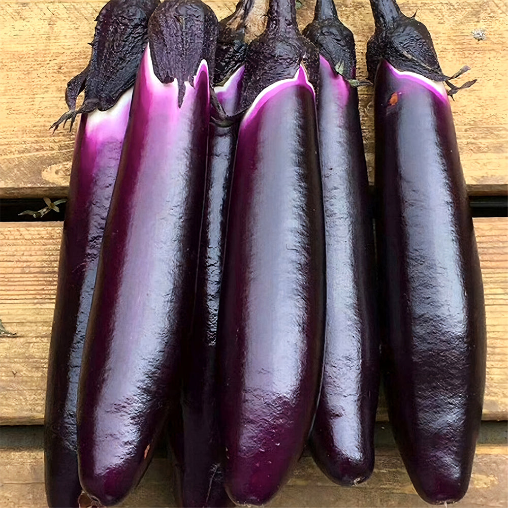 5 Bags (400 Seeds/Bag) of 'Purple Dragon' Long Eggplant Seeds