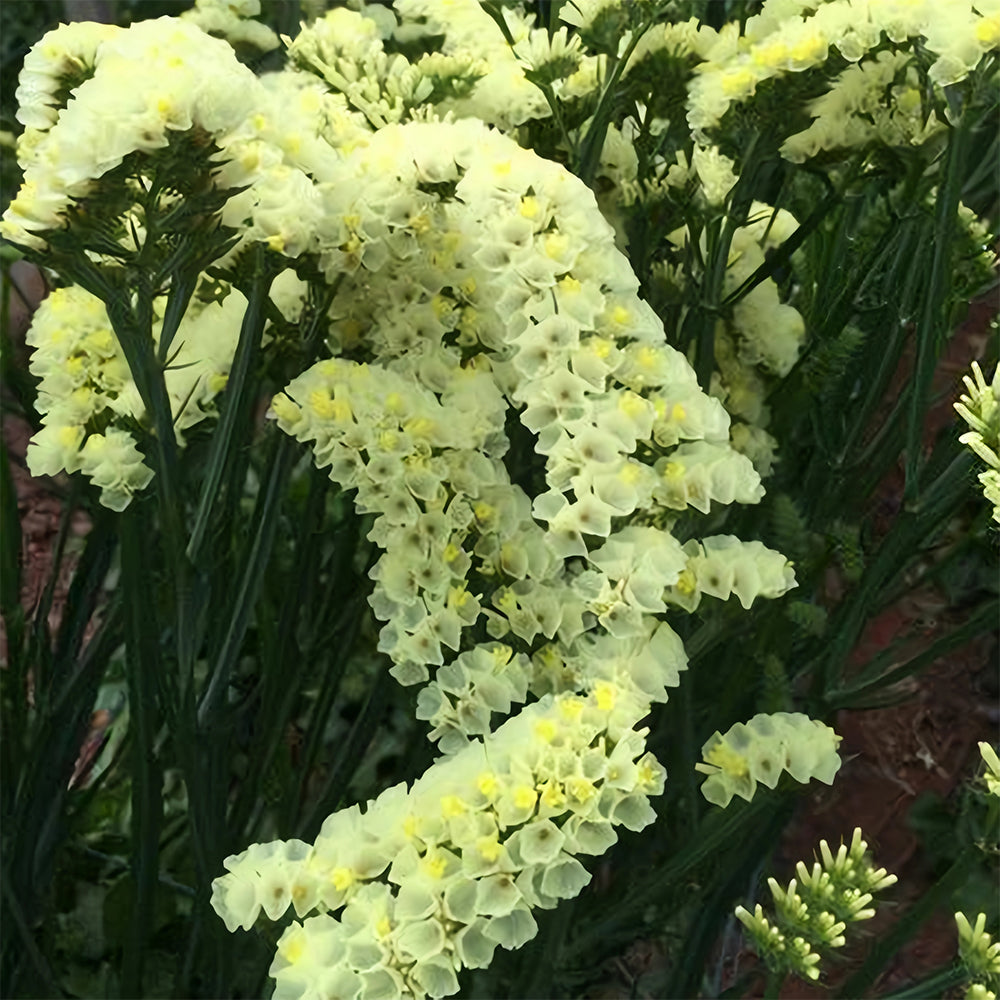 Your Garden's Crown: Wavyleaf Sea Lavender Seeds