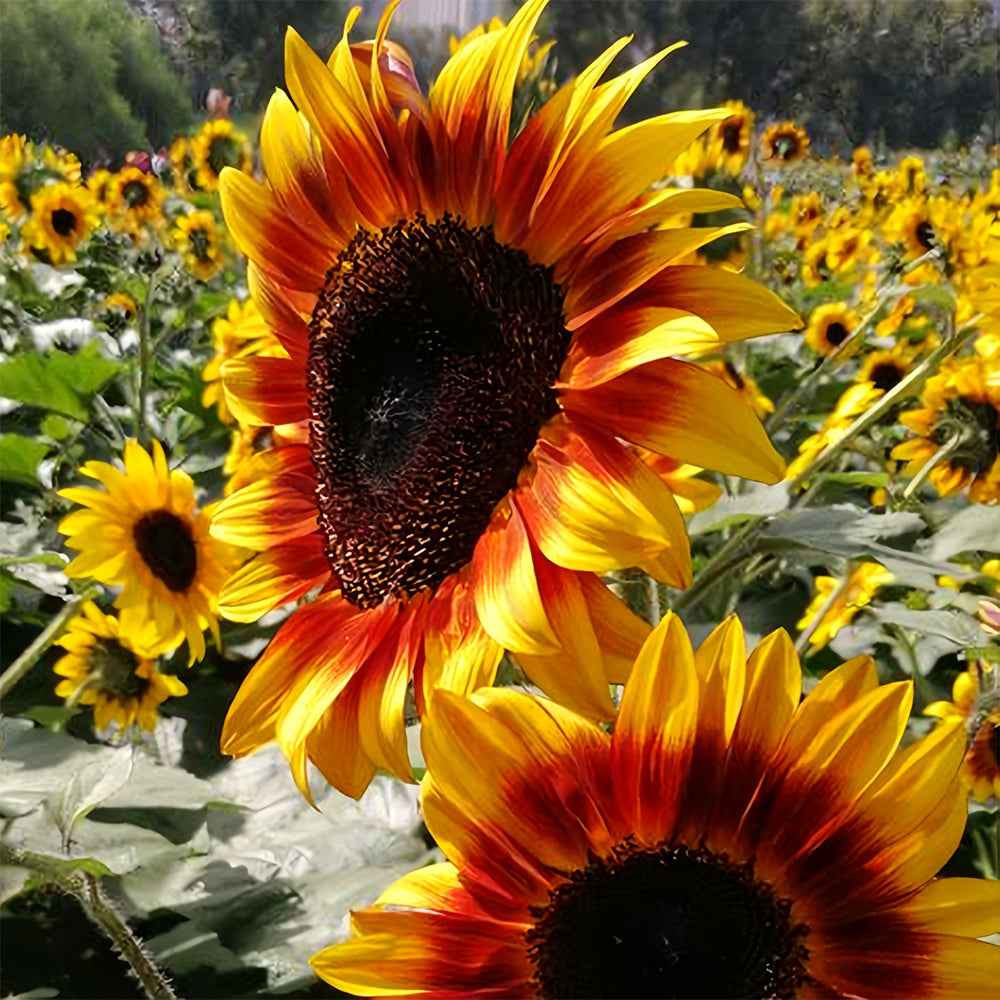 Bellfarm® Bi-Colour Sunflower Seeds (90cm)