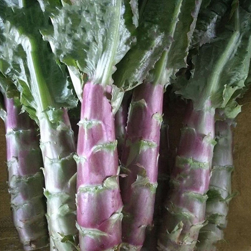 5 Bags (2000 Seeds / Bag) Red Asparagus Lettuce Seeds