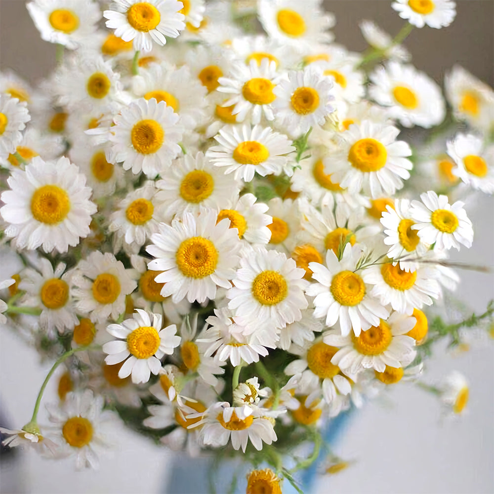 Hardy Chamomile Seeds with Invigorating Aroma - Thrives in Varied Soils