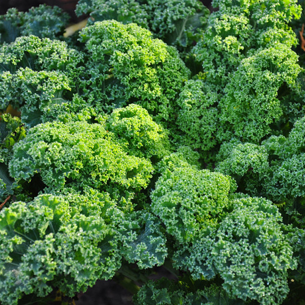 5 Bags (100 Seeds / Bag) of 'Blue Ridge' Kale