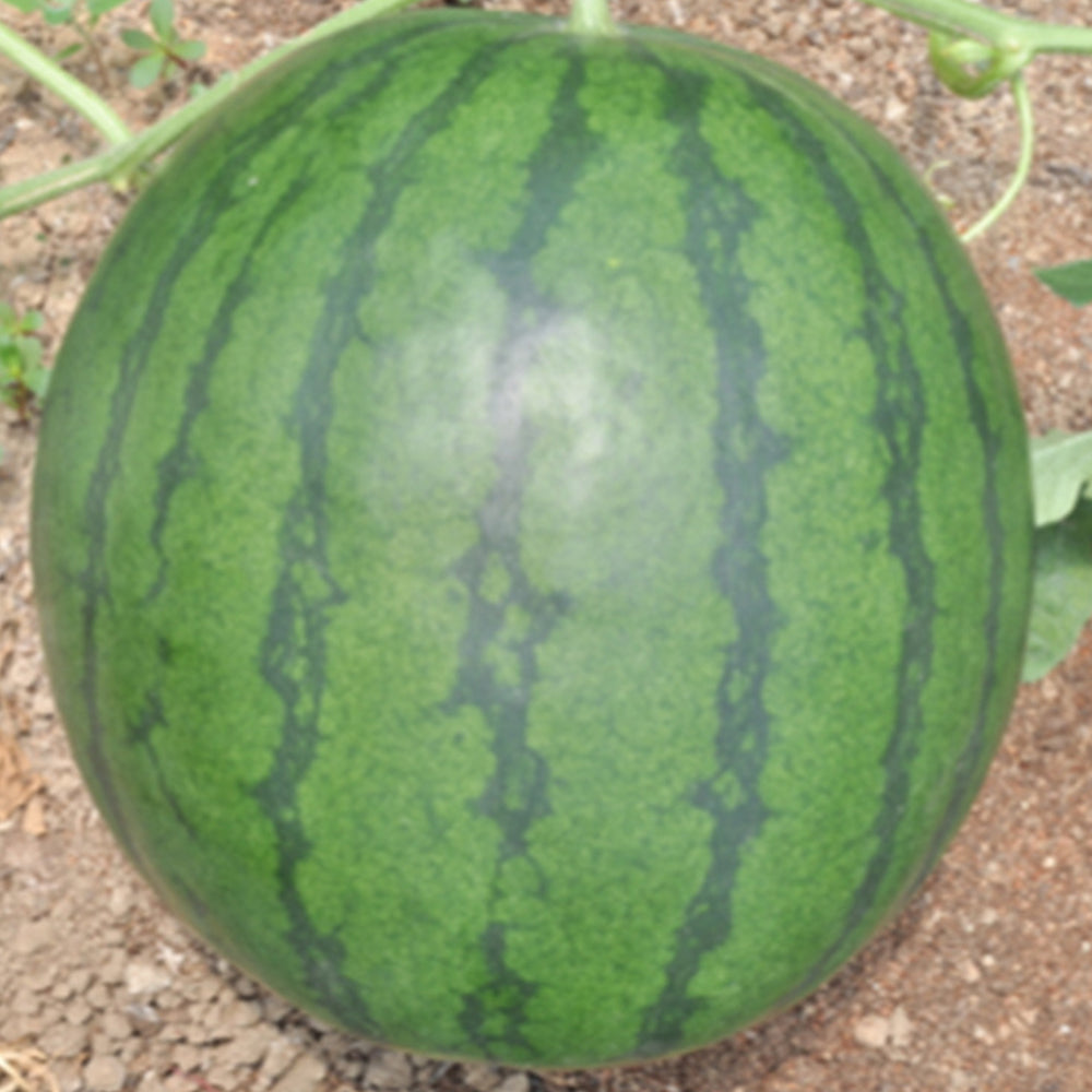 5 Bags (50 Seeds / Bag) of 'Seedless Kylin' Series Seedless Watermelon Seeds