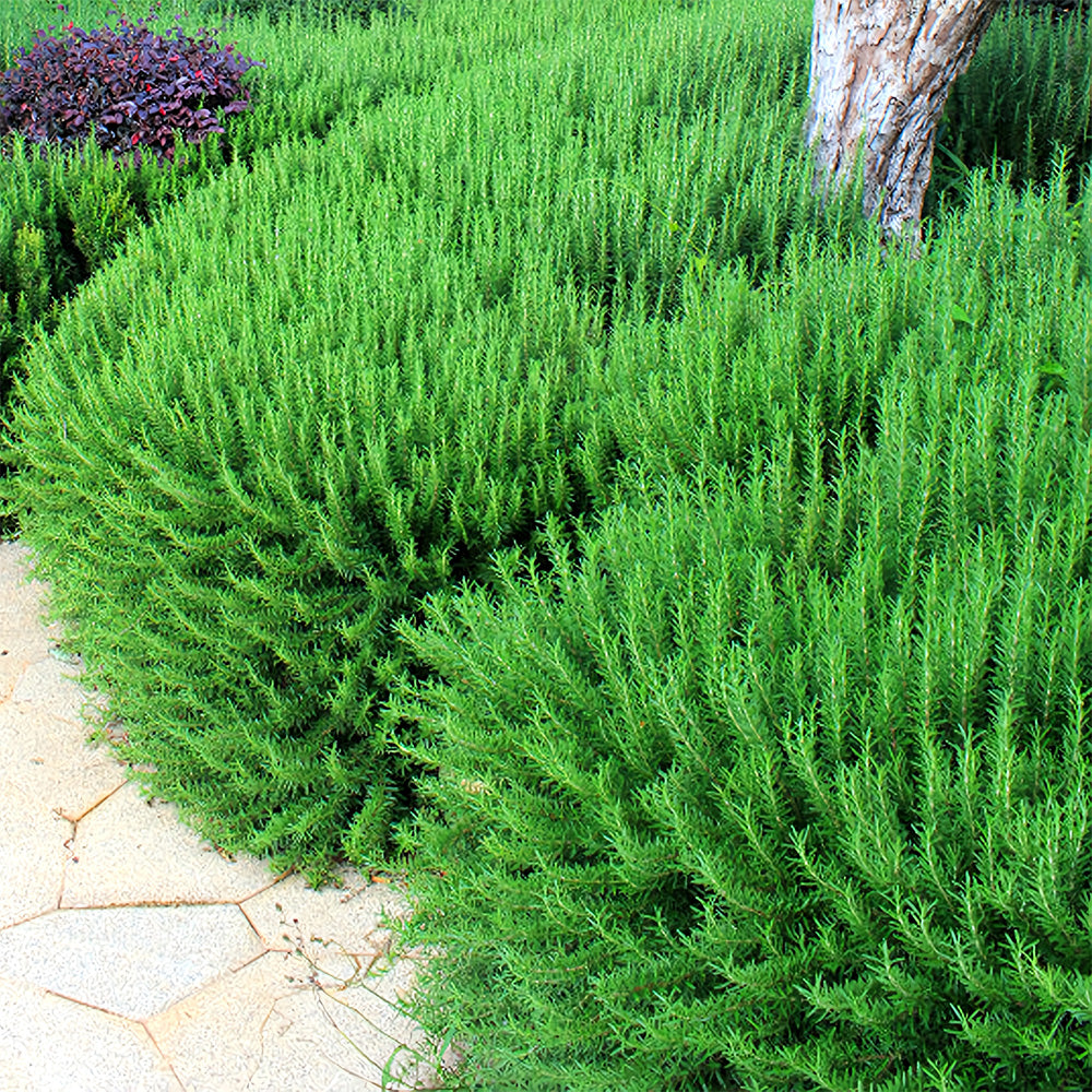 Aromatic Haven: Rosemary Seeds for Fragrant Gardens