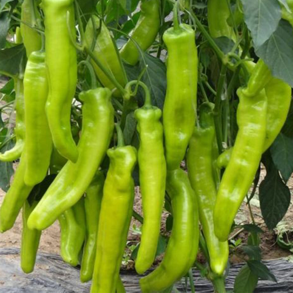 5 Bags (200 Seeds / Bag) of Crispy Spicy 'Lamb Horn' Peppers