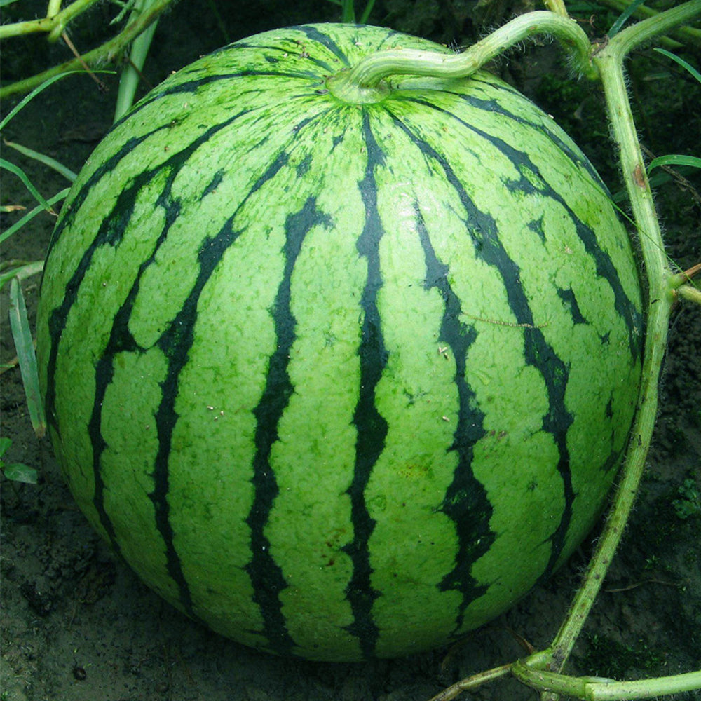 5 Bags (20 Seeds / Bag) 'Rainbow Ice Cream' Series Watermelon Seeds