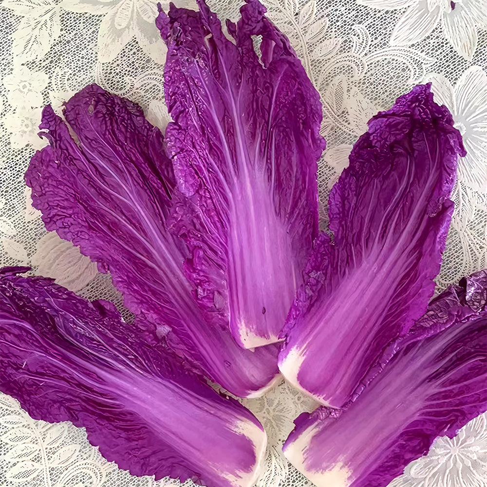 Jingyan® Red Napa Cabbage Seeds