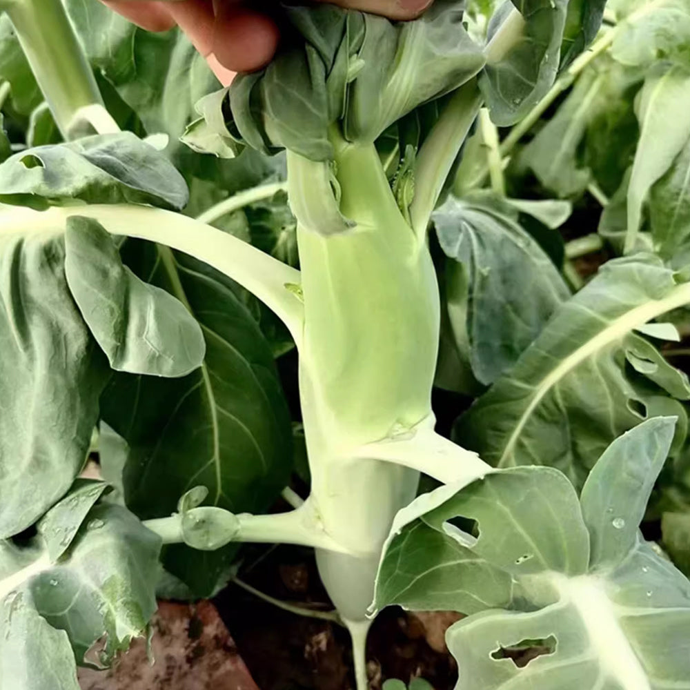 Jingyan® Huge Stem Gai Lan Seeds