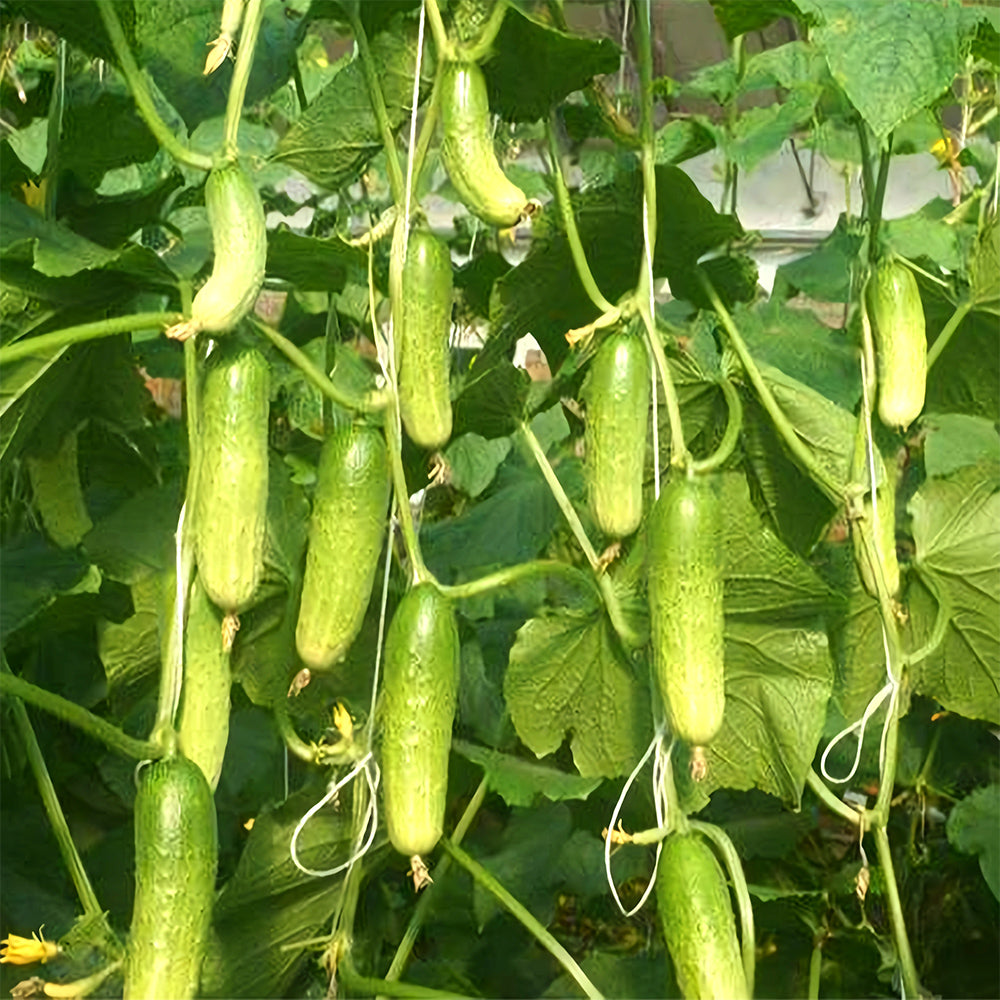 Prolific Vine Delights: 5 Bags (60 Seeds/Bag) of Hanging Cucumber Variety