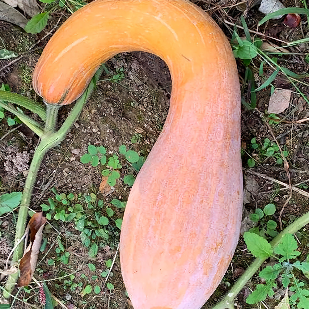 5 Bags (20 Seeds/Bag) of Golden Hook Pumpkin Seeds