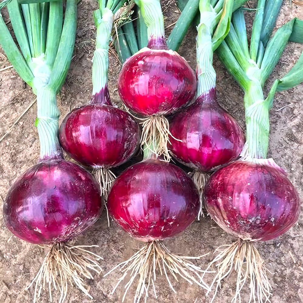 5 Bags (500 Seeds/Bag) of Exquisite Red Onion Seeds