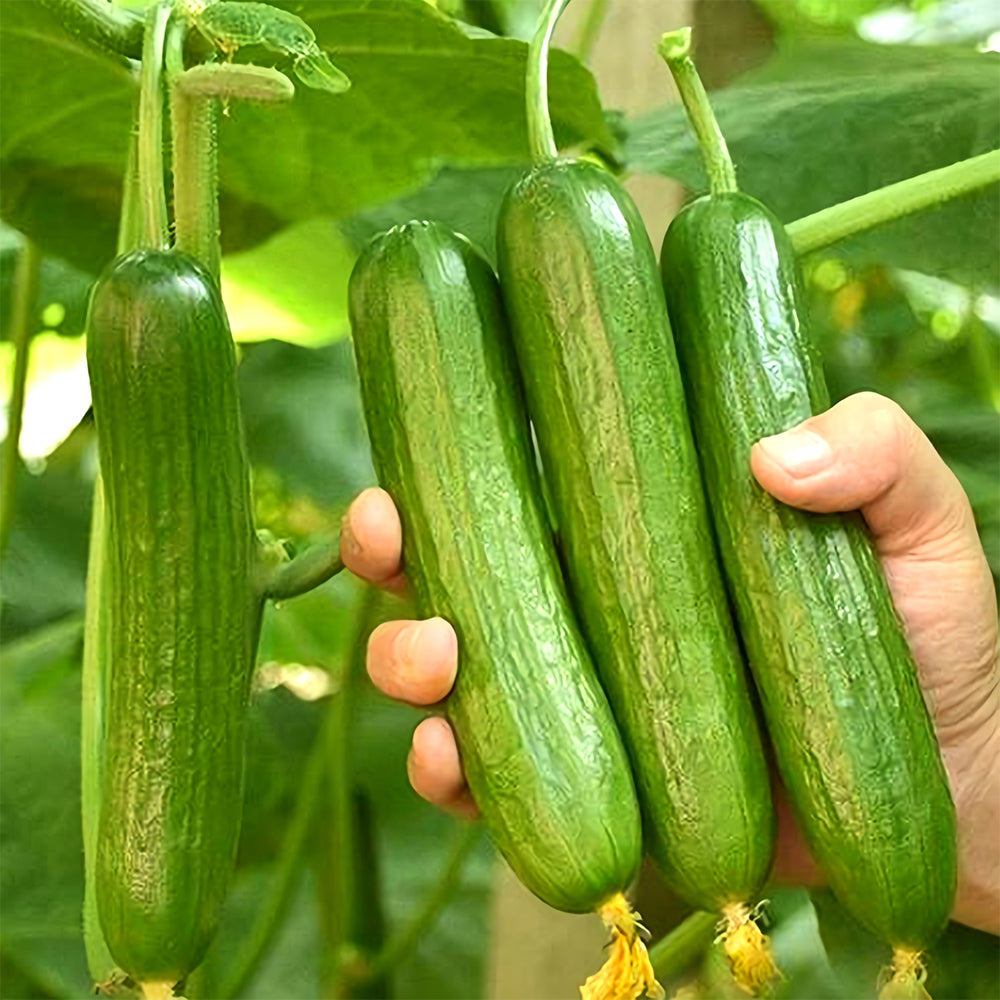 Green Gems: 5 Bags (30 Seeds/Bag) of Dutch Thornless Sweet Crisp Cucumbers
