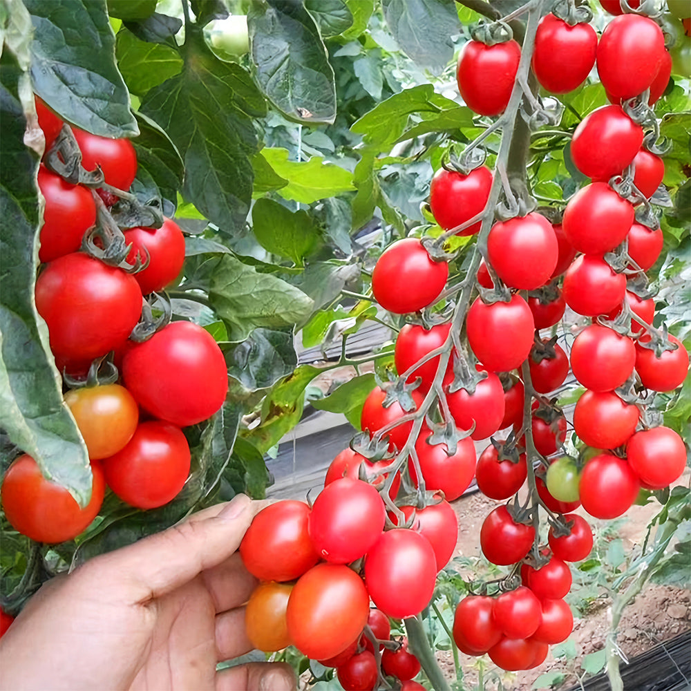 Cascade Beauty: 5 Bags (100 Seeds / Bag) of 'Waterfall' Tomatoes