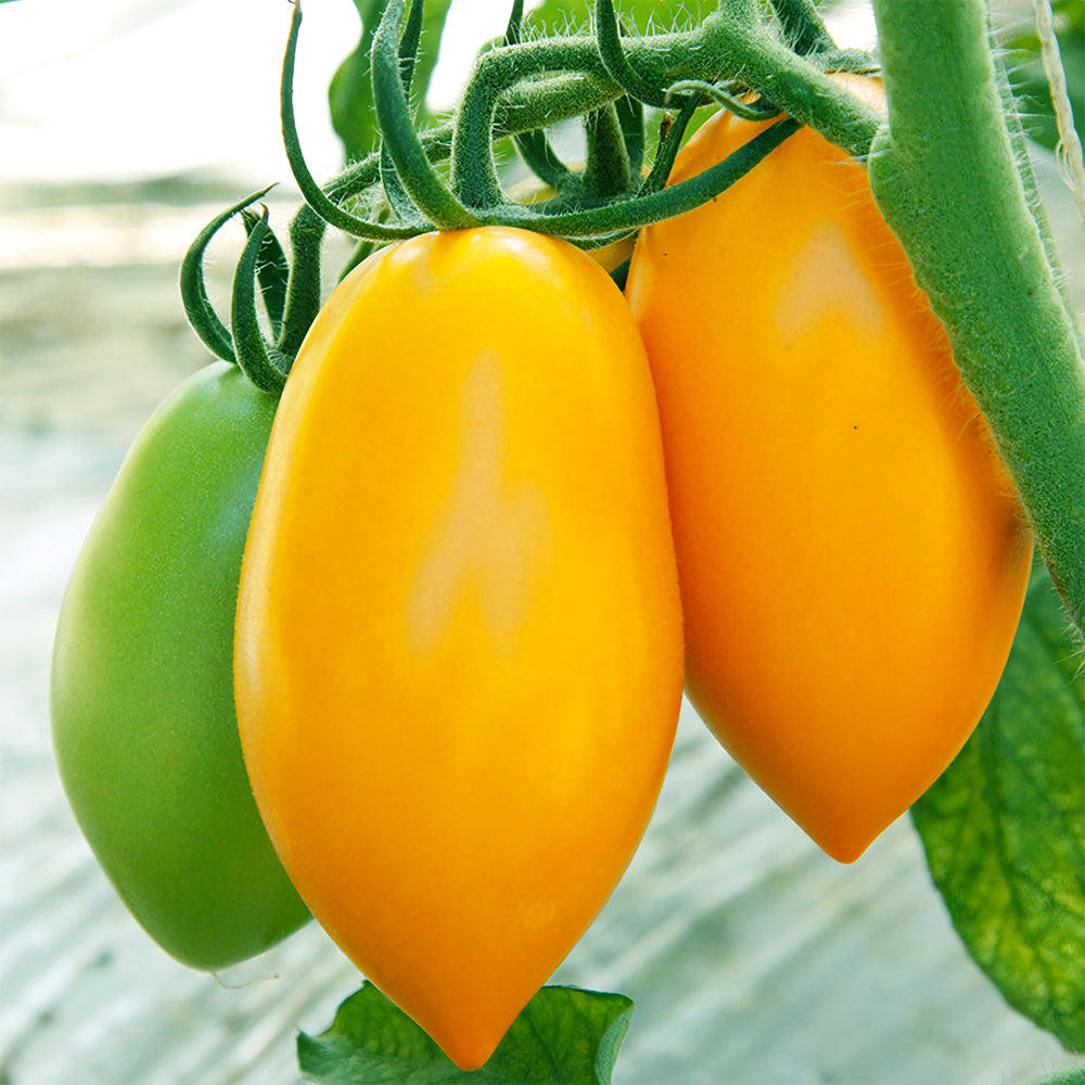 Sunshine Symphony: 5 Bags (200 Seeds/Bag) of 'Radiant Gold' Yellow Tomato Seeds