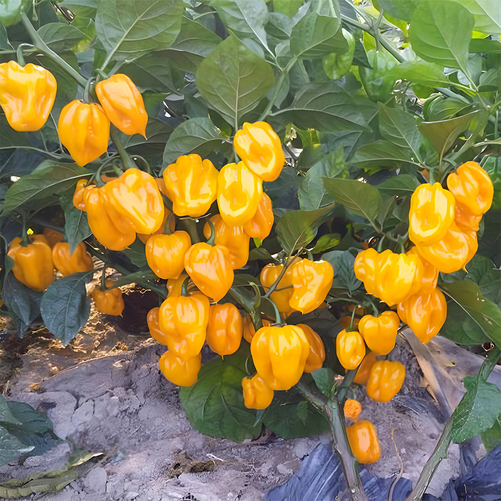 Hybrid F1 Yellow Devil Pepper & Chilli Seeds