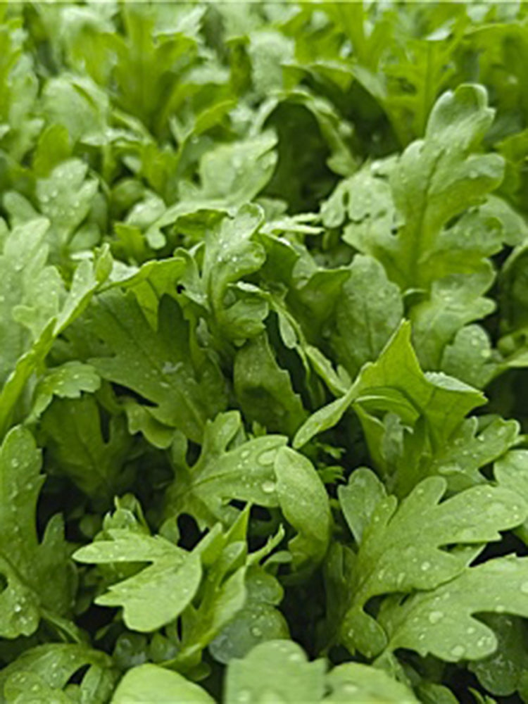 Medium-Leaf Garland Chrysanthemum