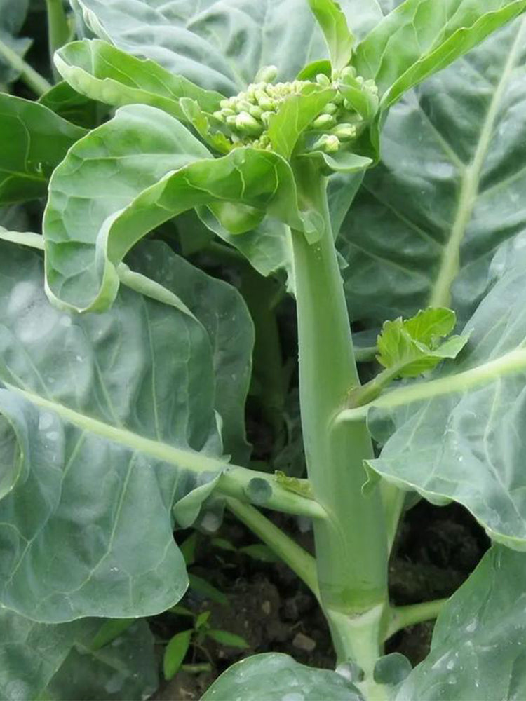 Yibao Japanese Mustard Greens