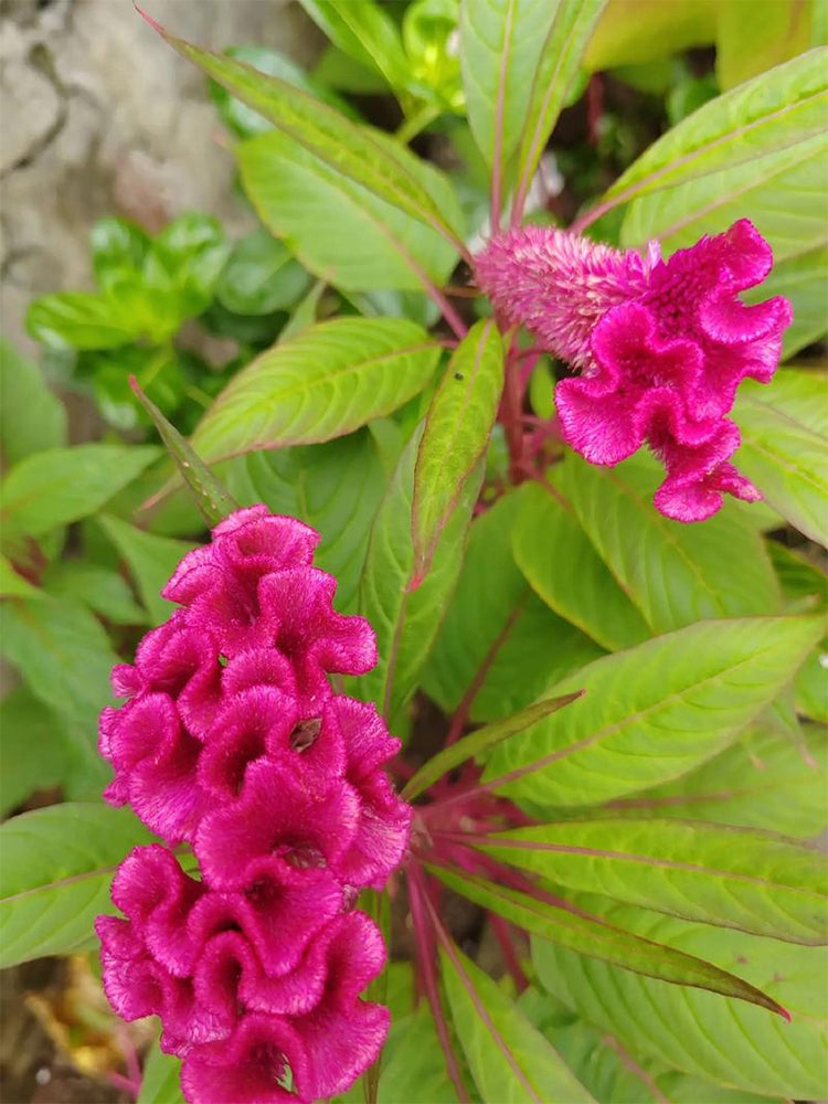 Hezhichun Purple Cockscomb