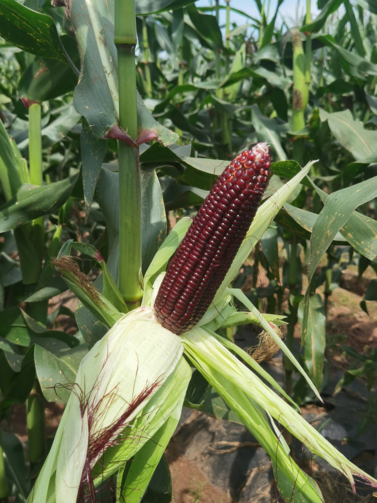 'Yu Heitian Nuo 950' Black Corn