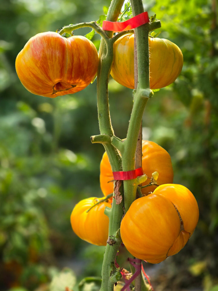897 Yellow Sunflower Tomato