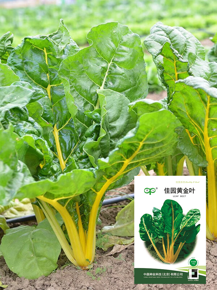 Jiayuan Golden Chard