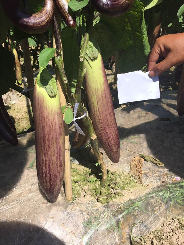 Yu Bamboo-Silk Eggplant No.881