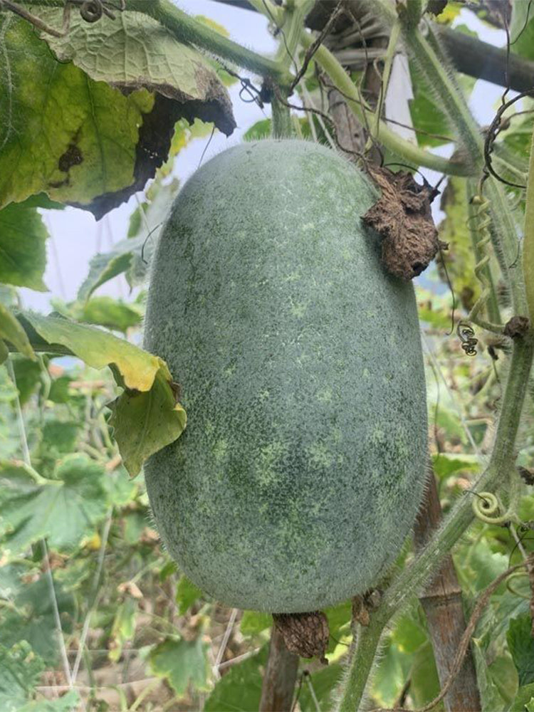 Mini Small Winter Melon No.1