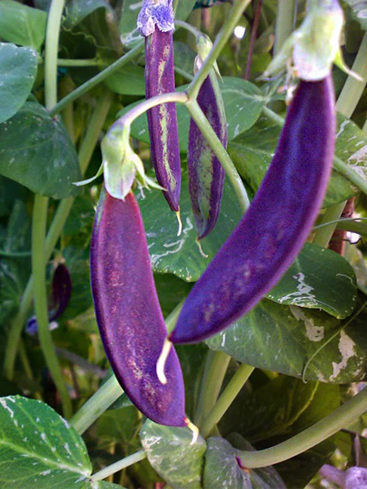 Purple-Podded Snow Pea