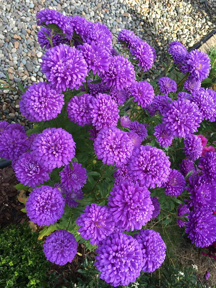 'Maiden Series' Blue China Aster