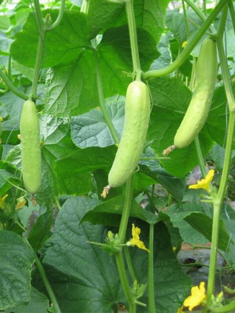 Spineless Creamy Cucumbers