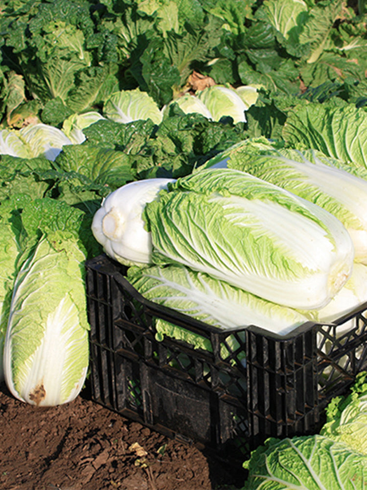 Fengkang 80 Chinese Cabbage