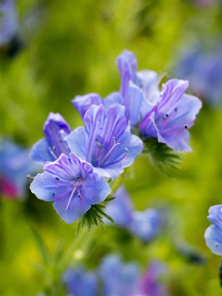 Viper's Bugloss (Echium vulgare)