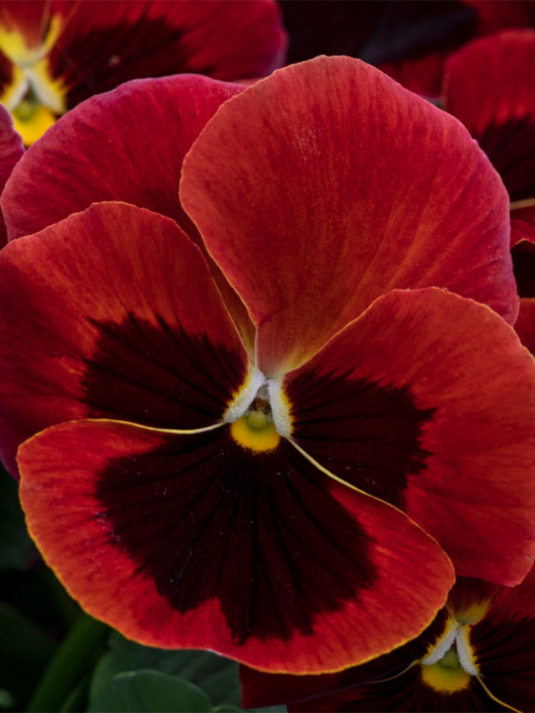 Hezhichun Pansy 'Vermilion Mole'