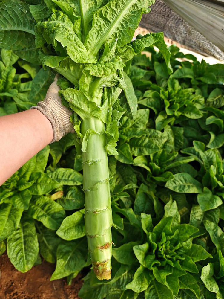 Jade Stem Lettuce