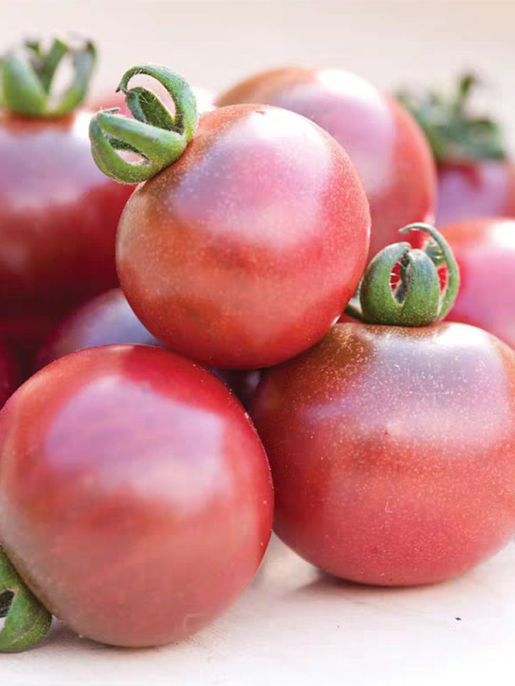 991 Rosella Tomato