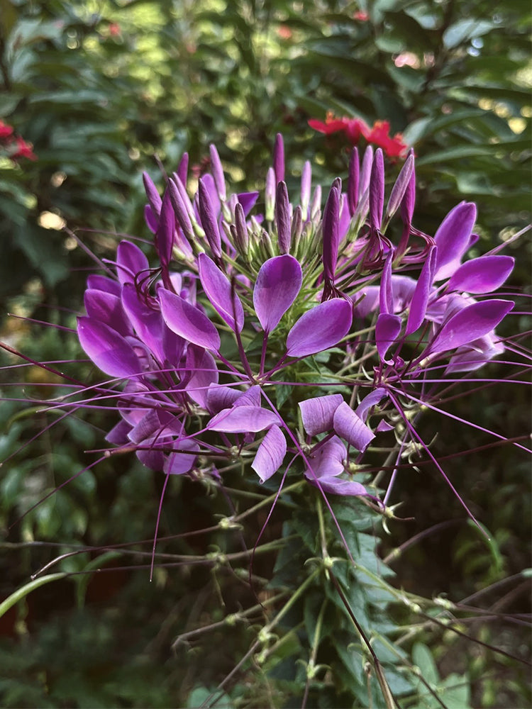 Purple Spider Flowers (Cleome houtteana)