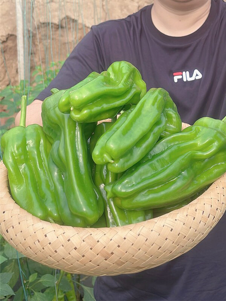 'Zhongjiao Bopila No.1' Pepper