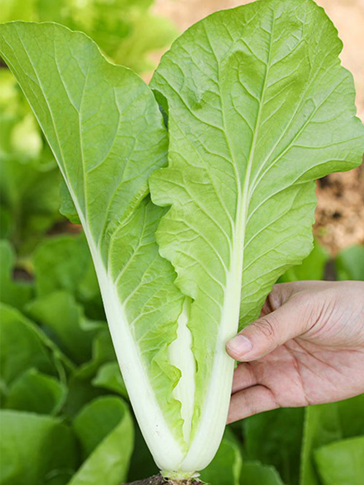 Creamy Baby Bok Choy