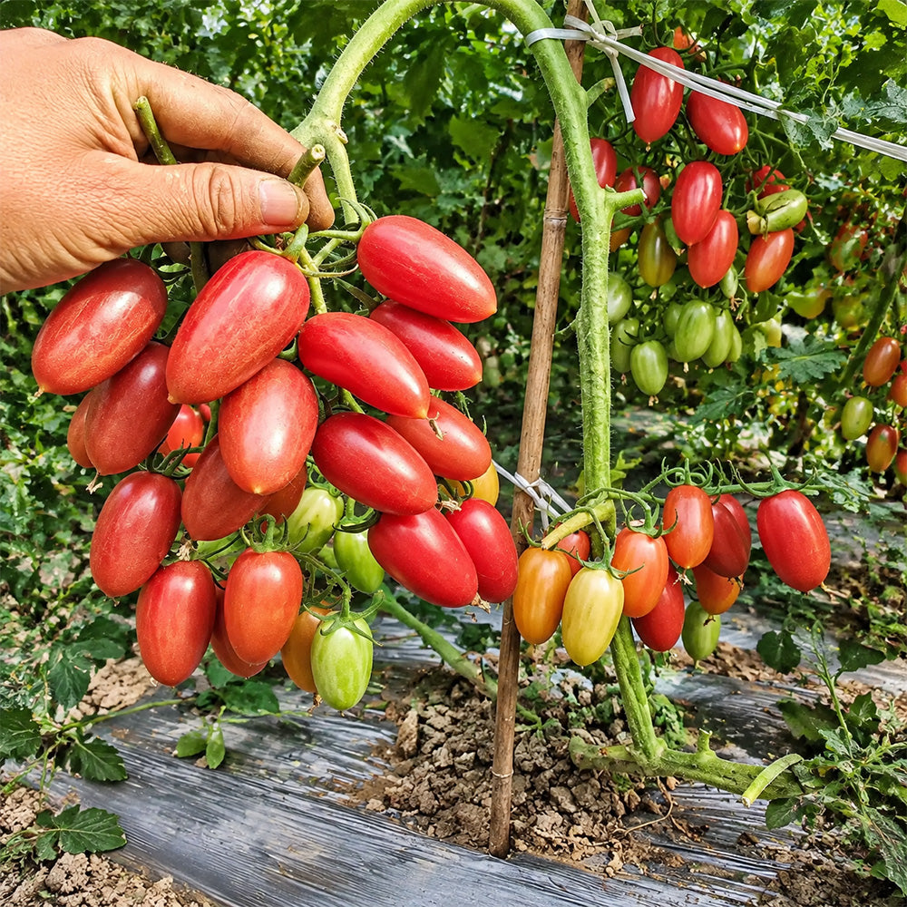 52 Cherry Pink Cat Tomato
