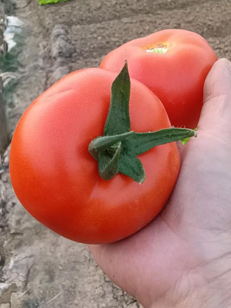 Pink Peach Fruit Tomato