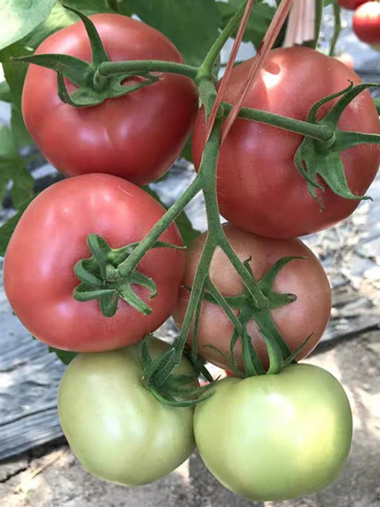 Gemjet No.5 F1 Tomato